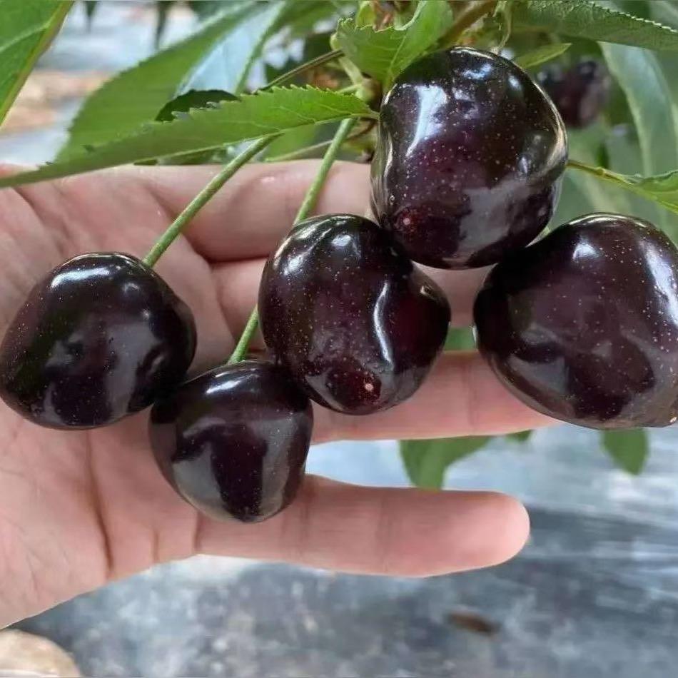 庐江果唯伊水果超市