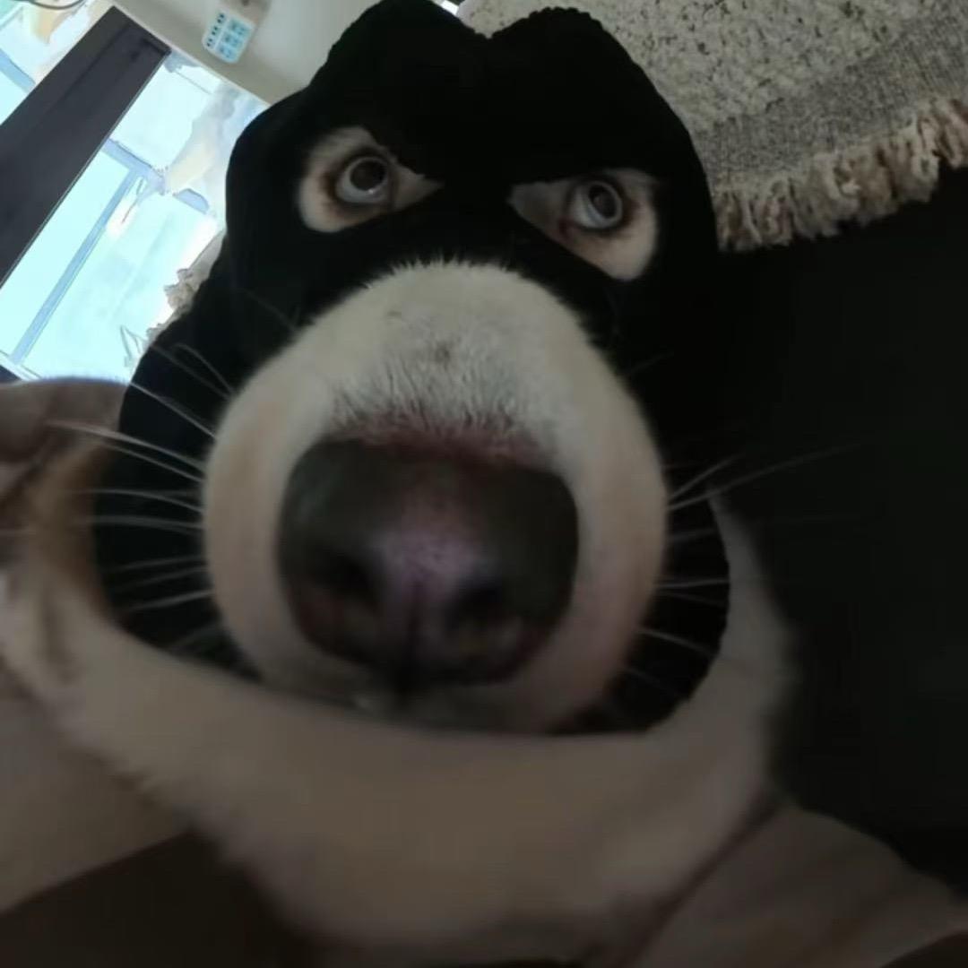 小文oi
