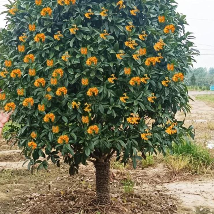 仟雅花卉苗木