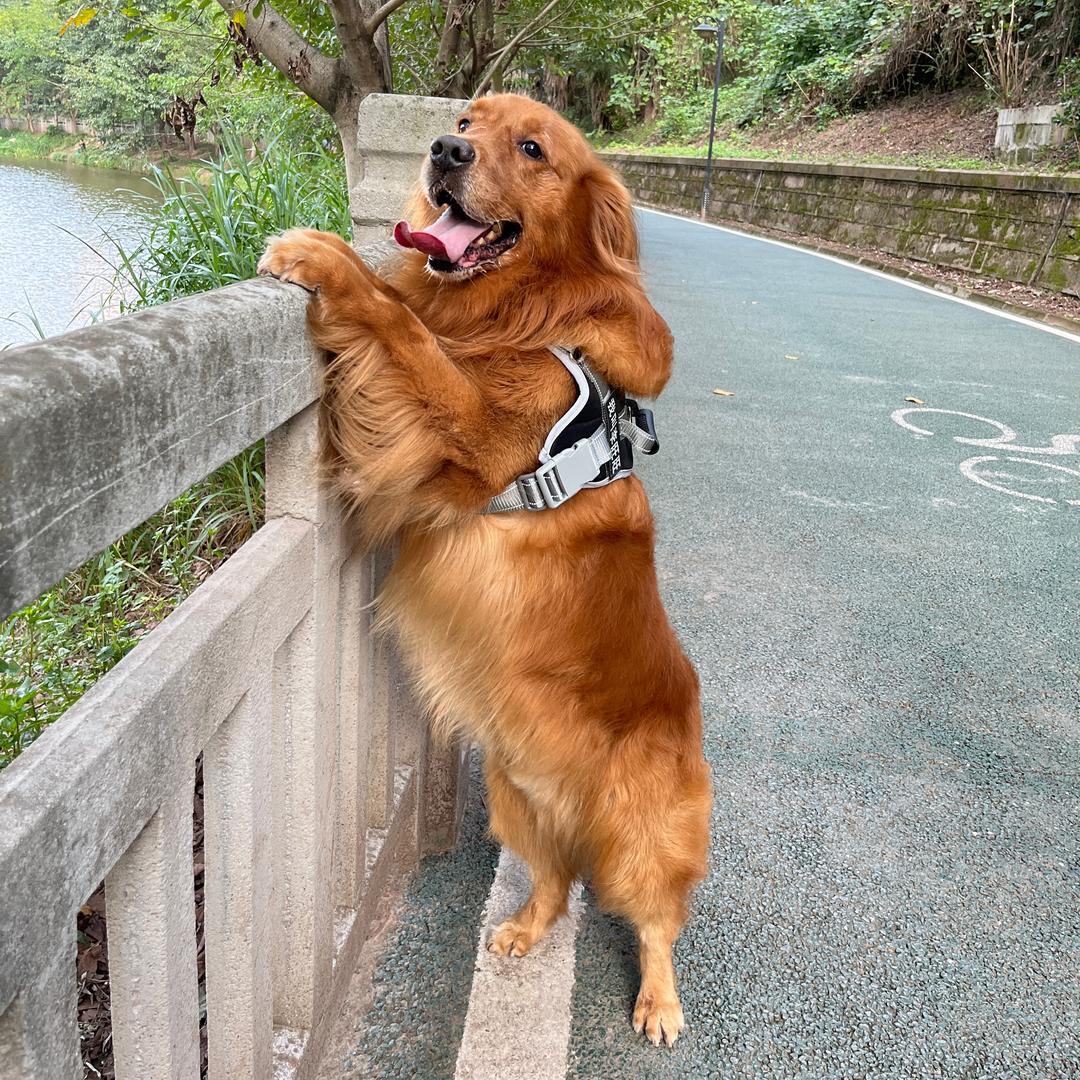 李旺旺与李十一