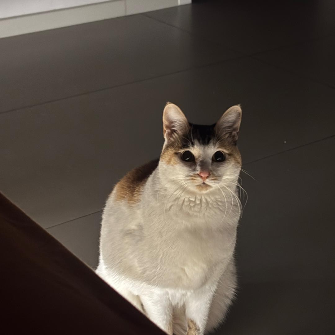 爱唱歌的姜达人ii