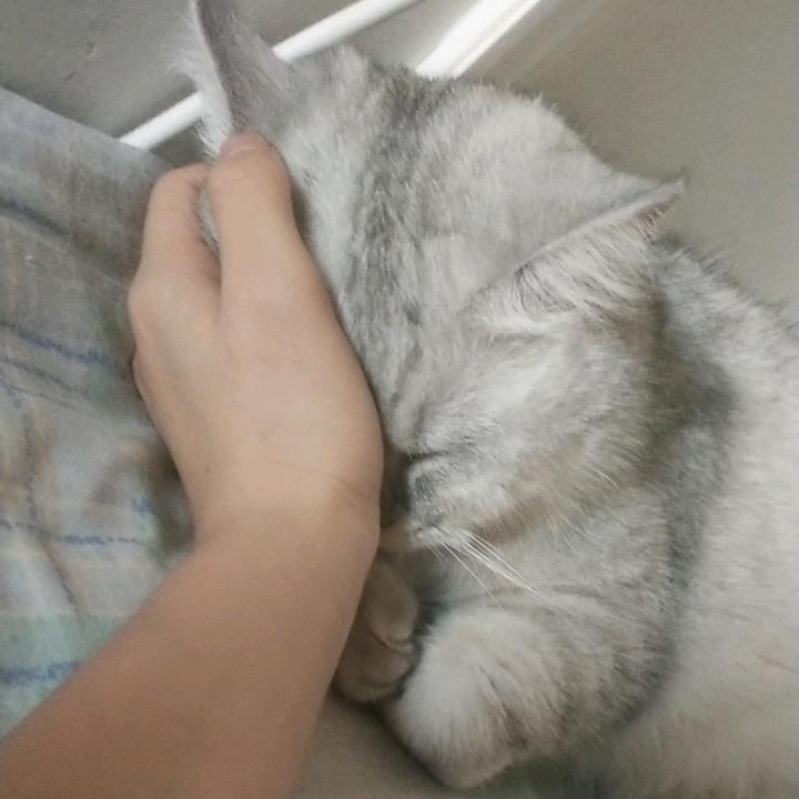 悲伤大蛤蟆