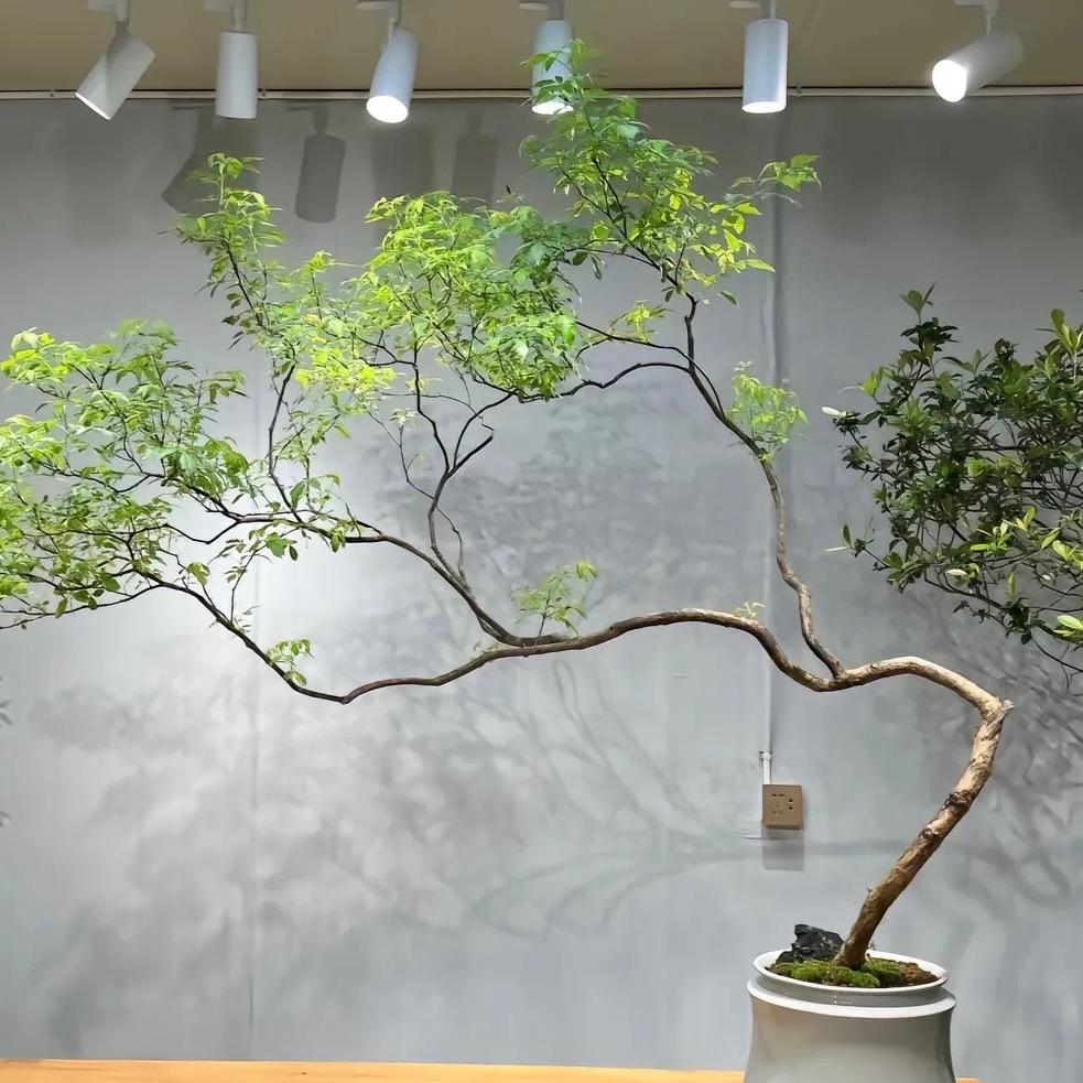 小老弟工艺品（荆花盆景🪴）