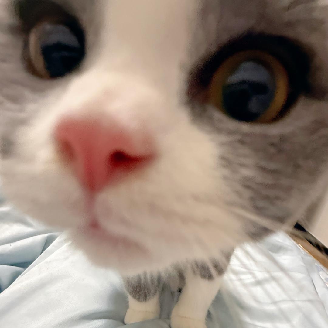 脸又圆了ིྀ