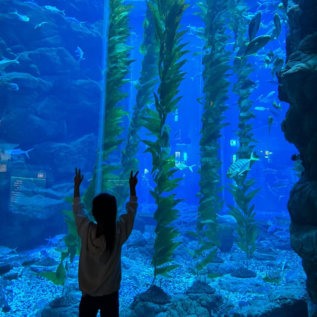 快乐无忧的燕子