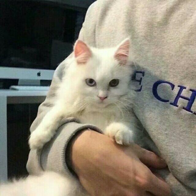 Jela