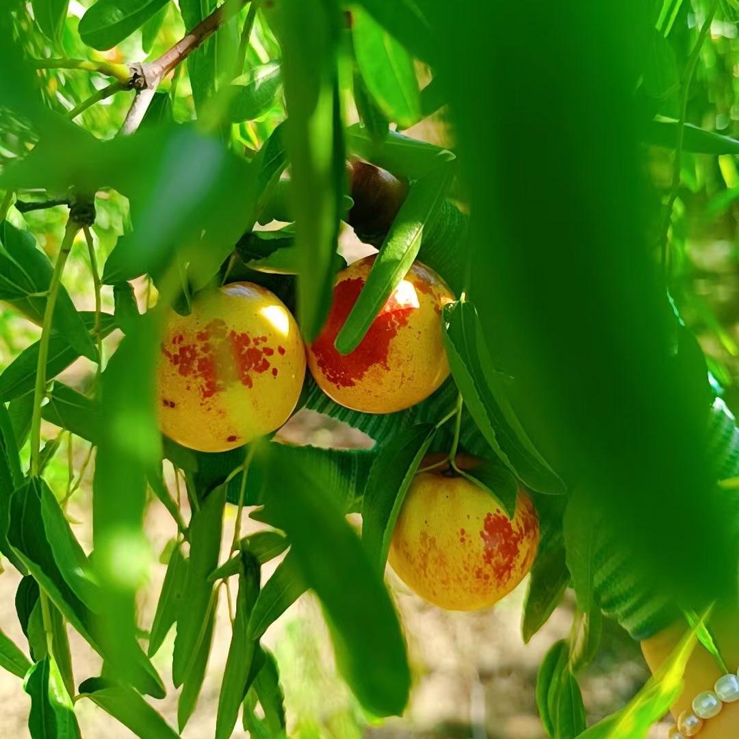 绿色农家鲜果产地直发