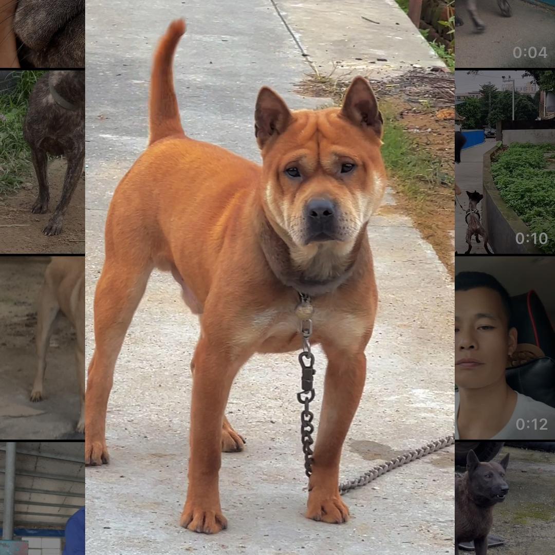广西啊贵田园犬宠物店
