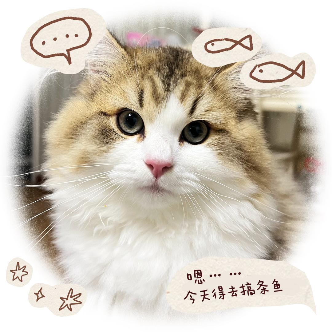 毛台加冰