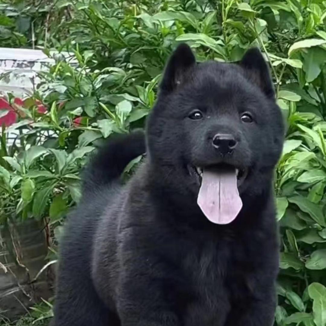 一只田园犬