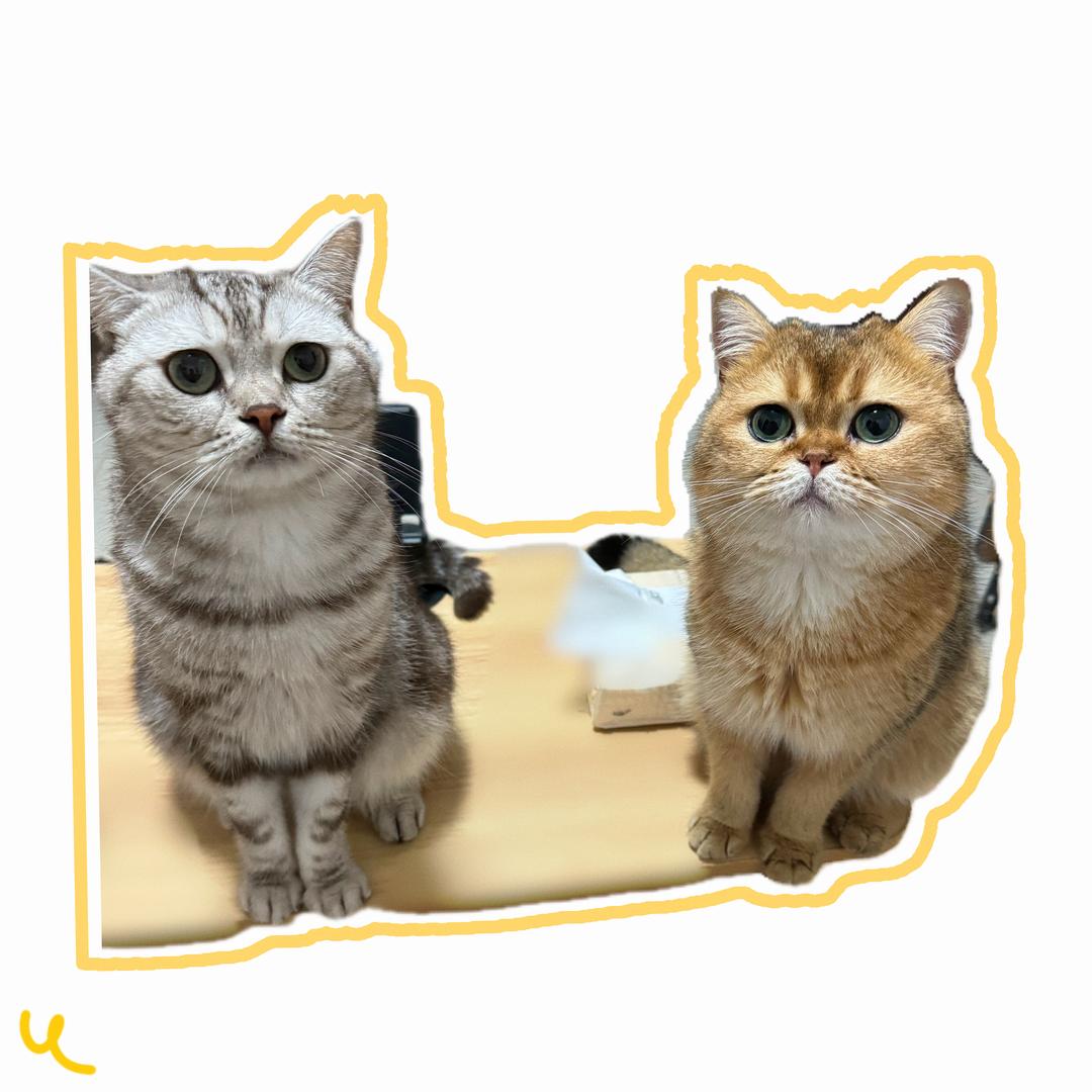丸蛋日记