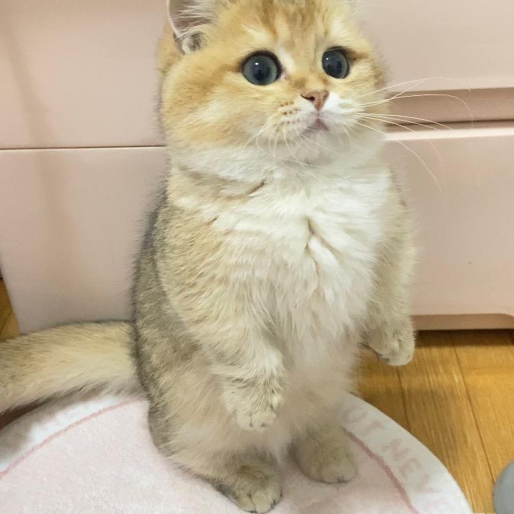 蛋黄宠物铺