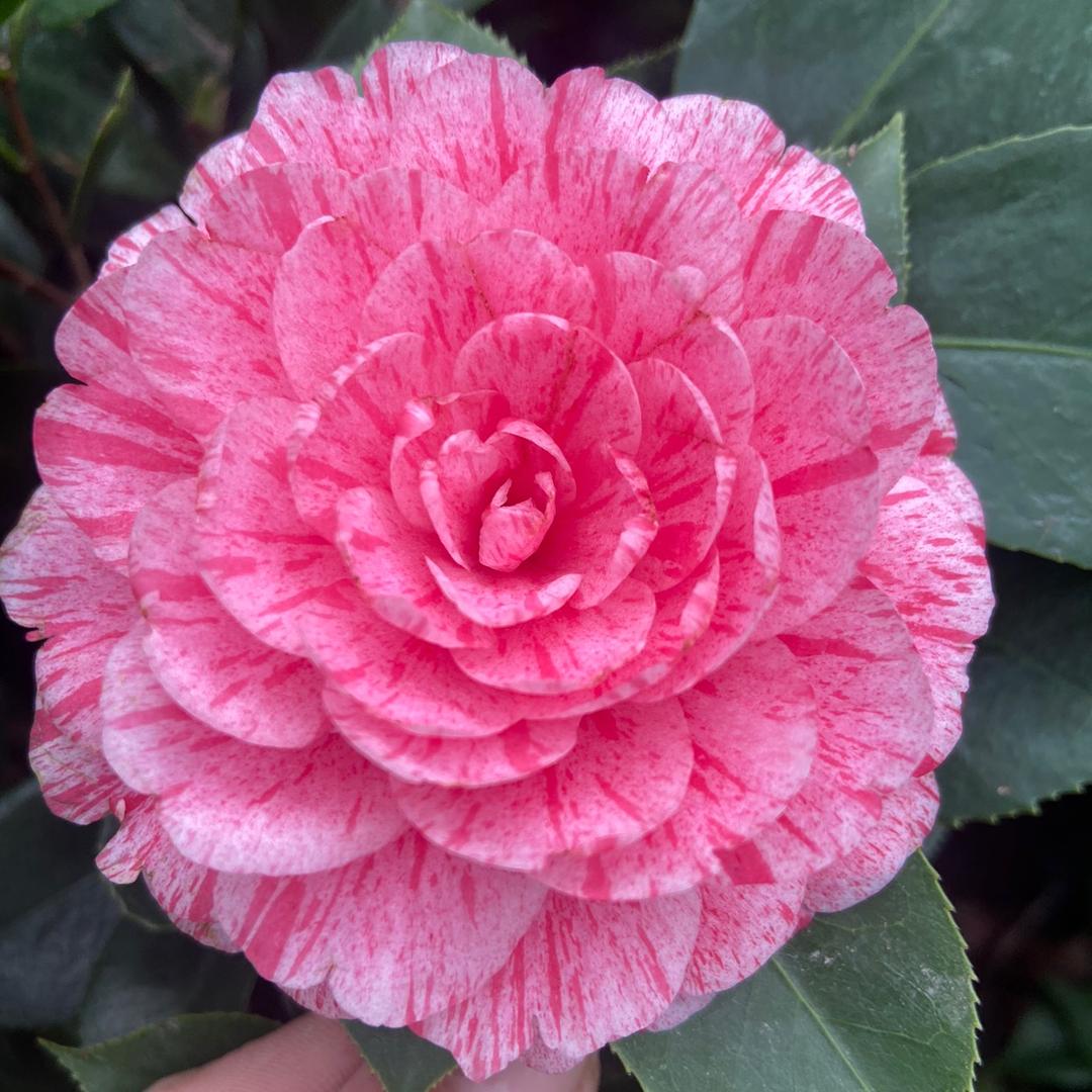 爱木花卉园艺绿植