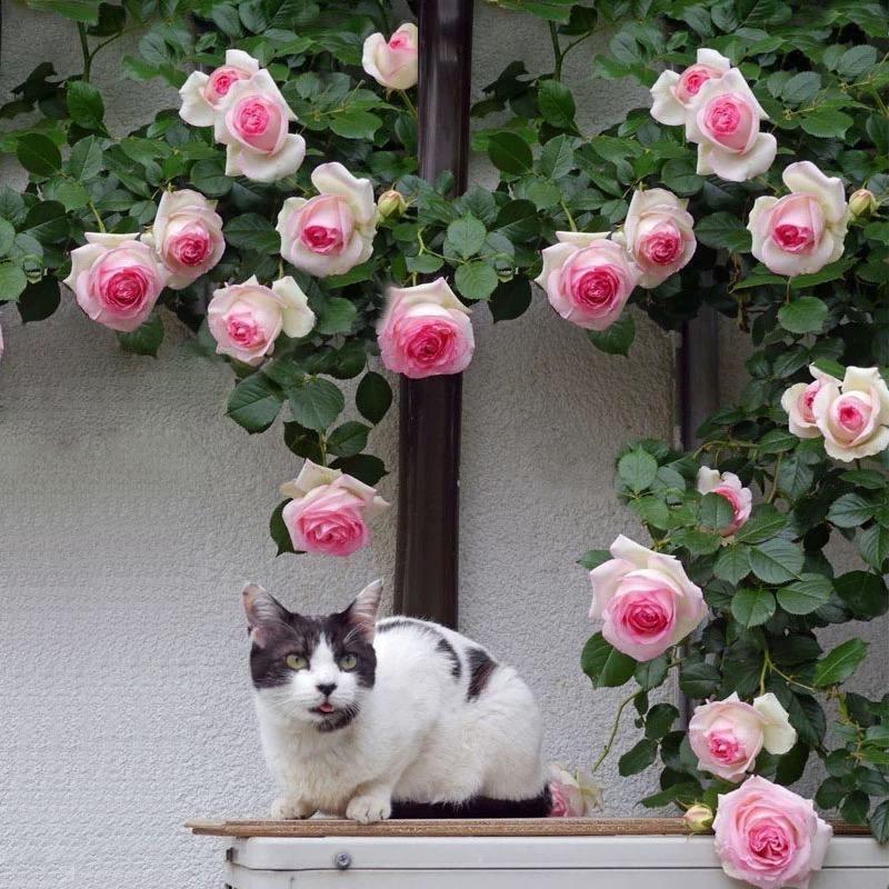 恬槿花卉