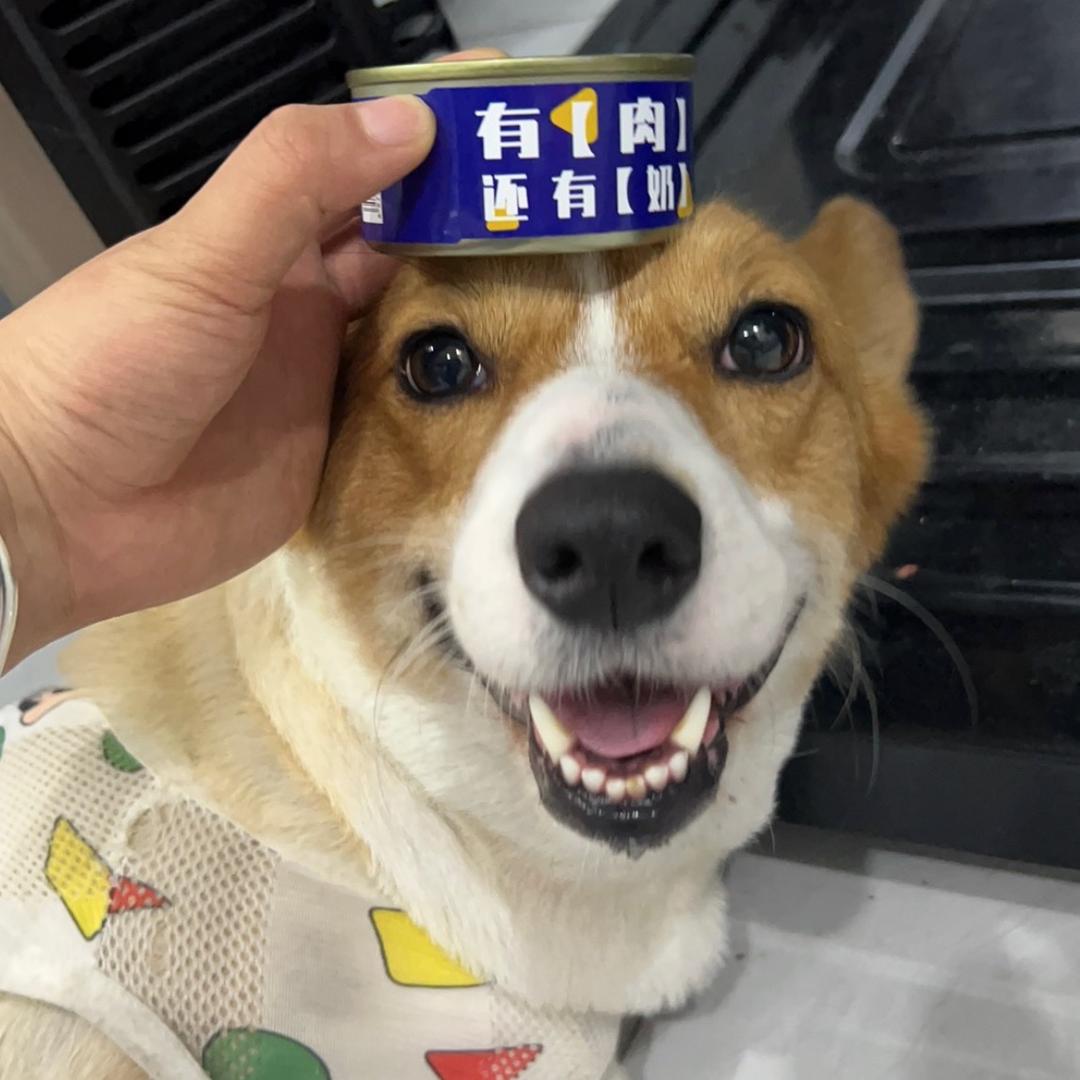 矮短矮短的小豁