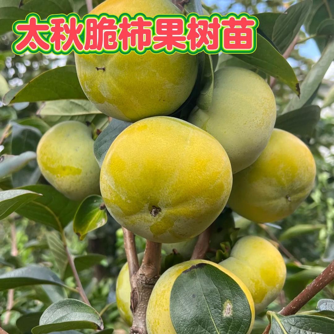 太秋甜脆柿果树苗