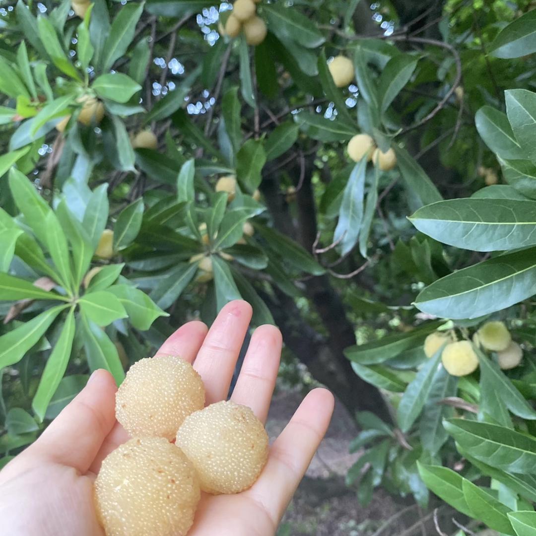 语南鑫阳阳果树苗木专卖店