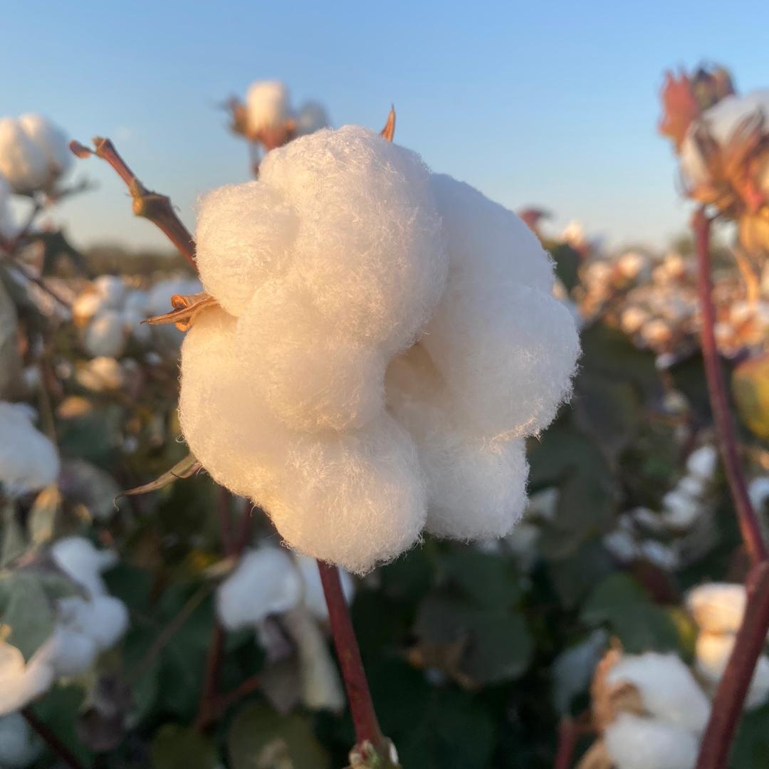 西域特产严选店