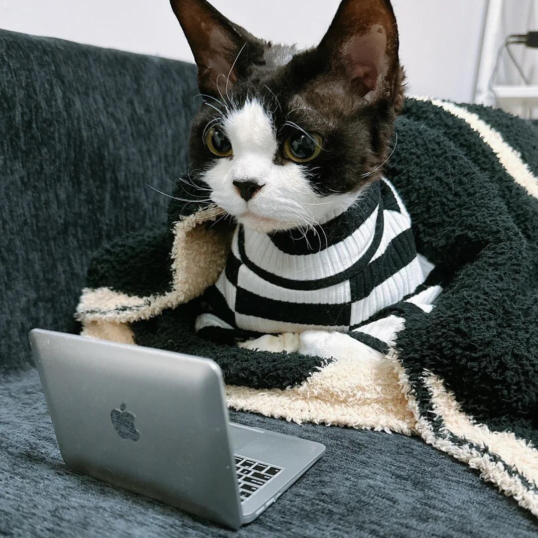 多么好看的德文卷毛猫呀
