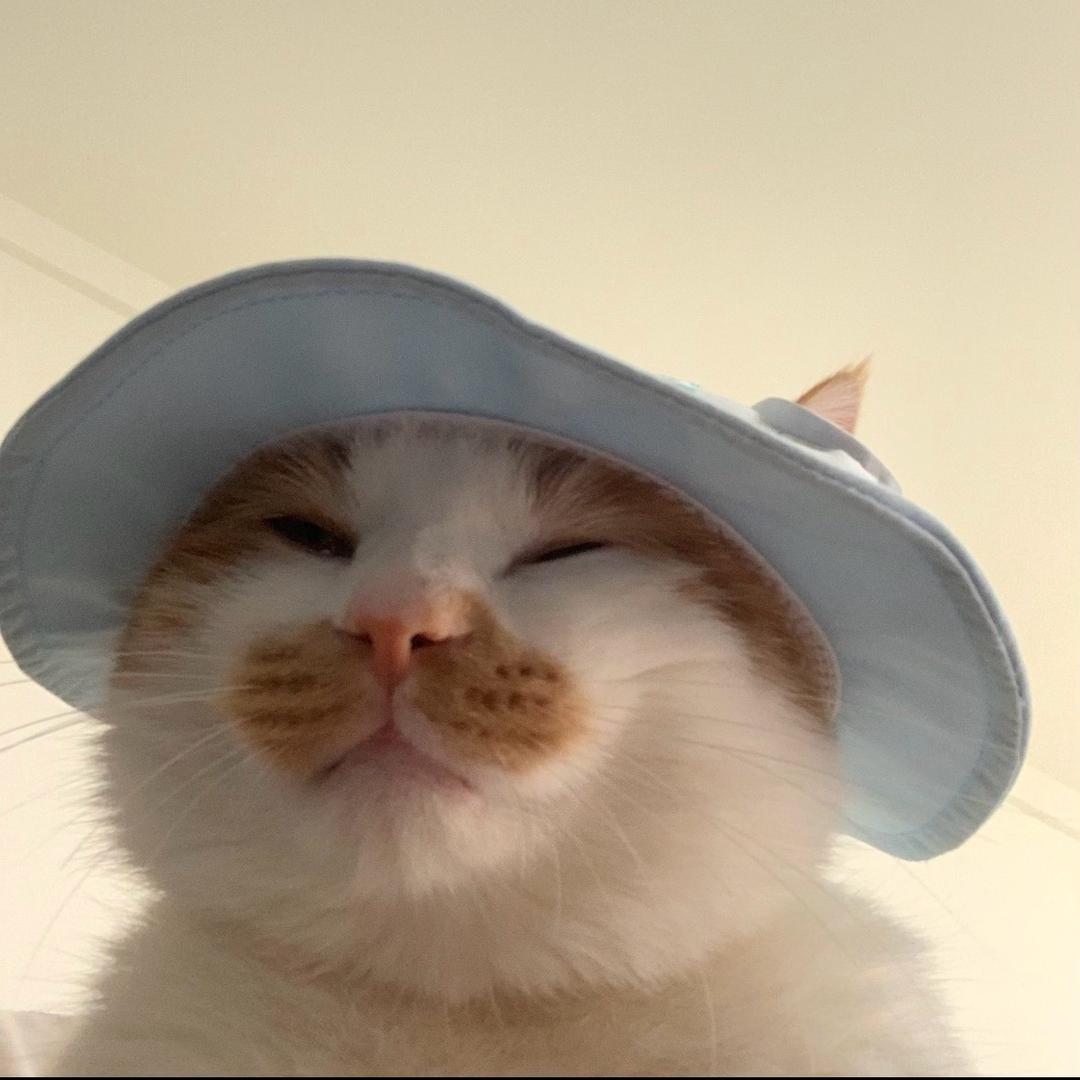 夹心小狗