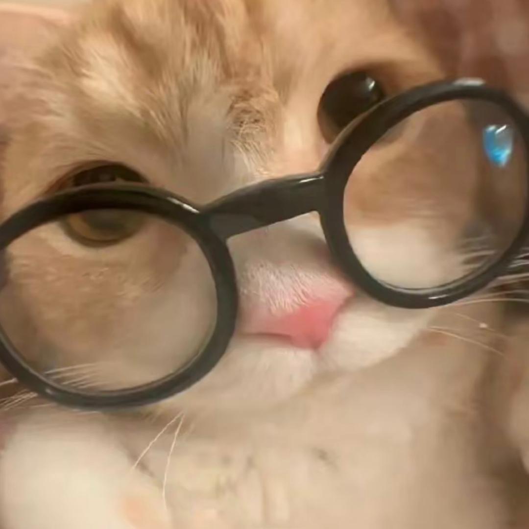 小猫安静听雨