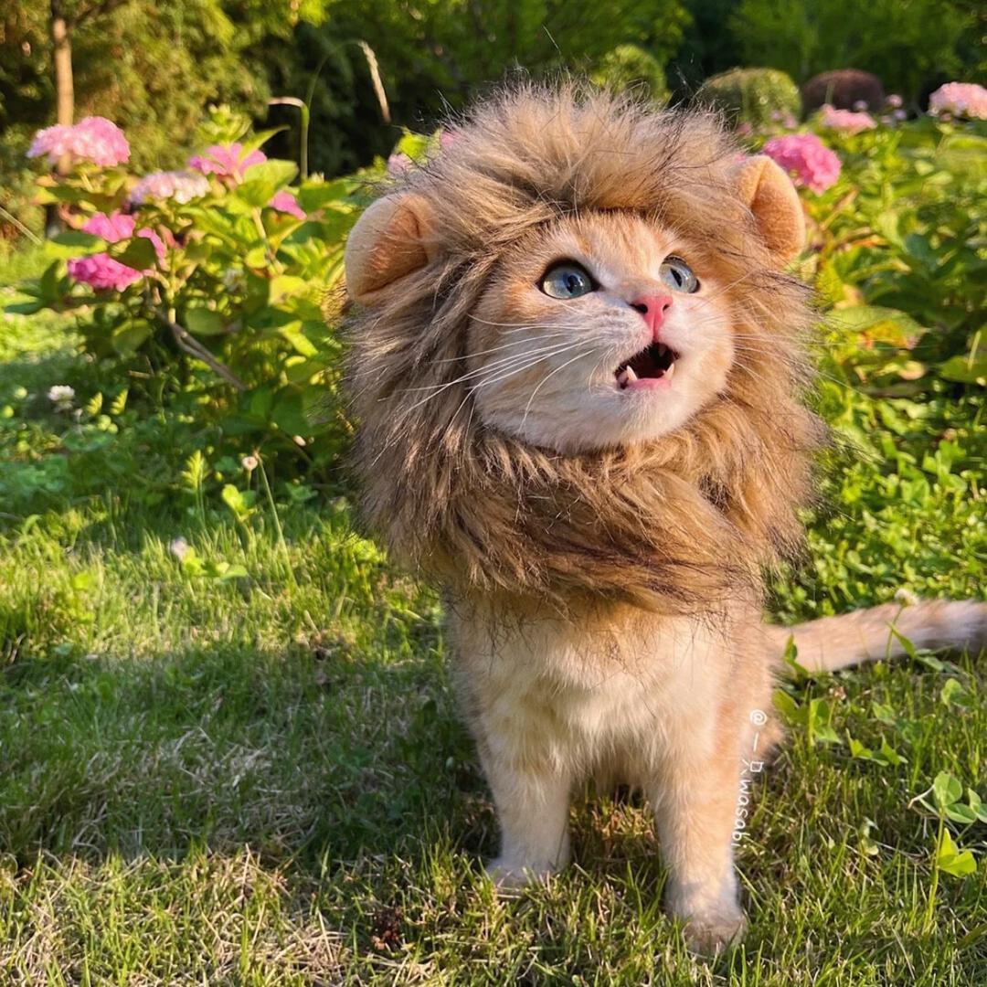 小🦁要减肥