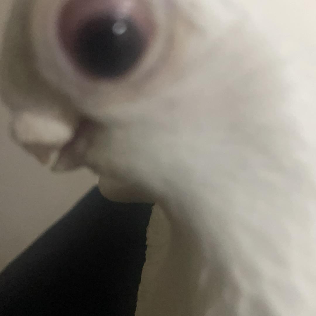 ML天马行空