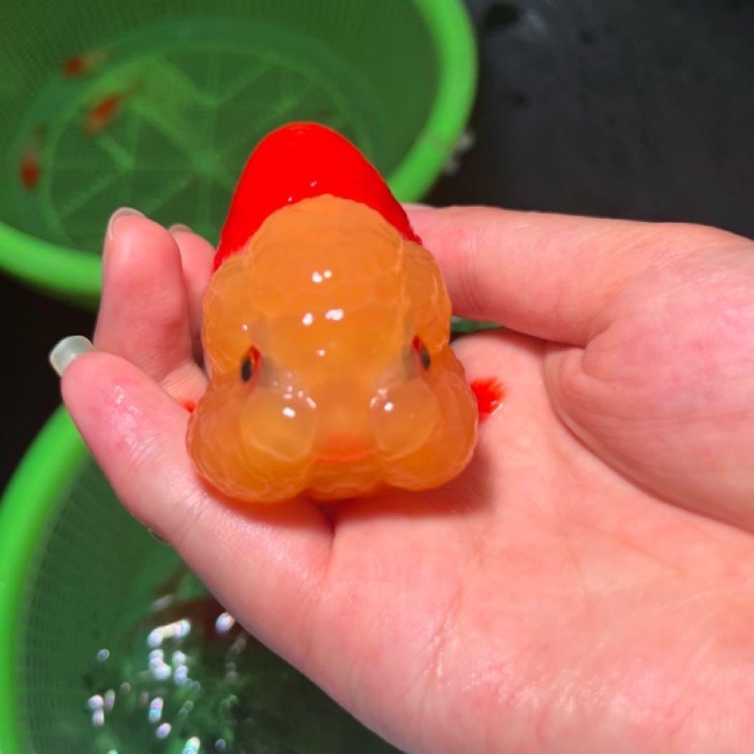 小李渔场福缘金鱼