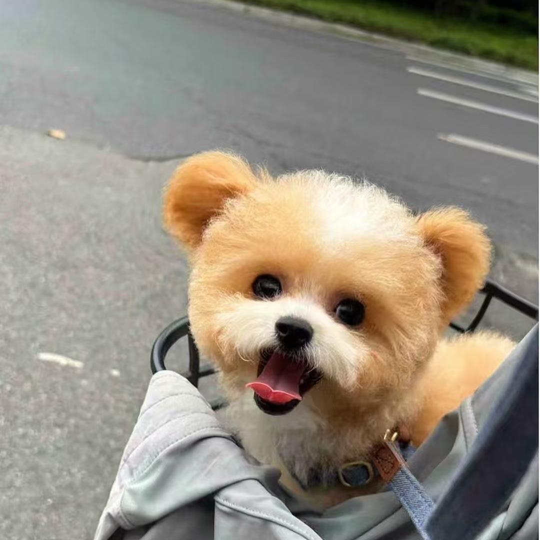 宠爱无忧@宠物基地