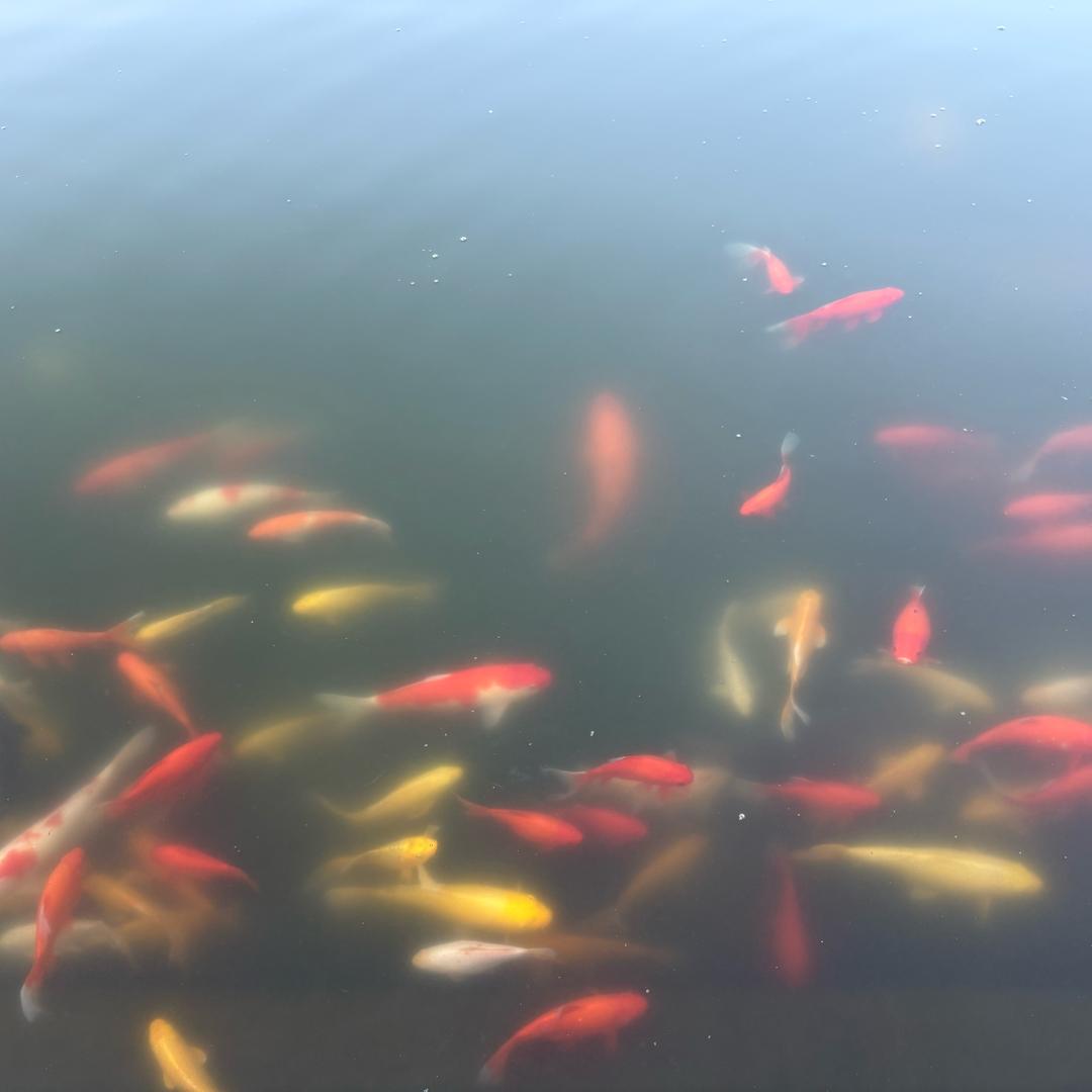 苏州网约车小颜ฅ