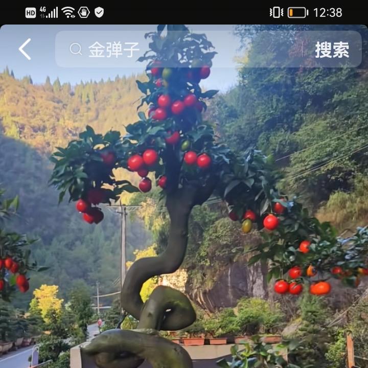 艺品园艺金弹子老鸭柿