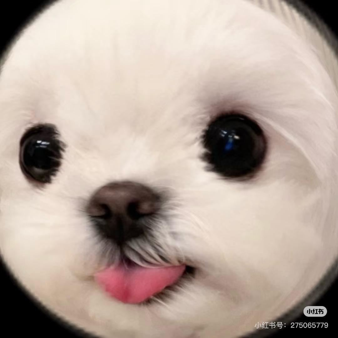 沁儿是只小龙虾