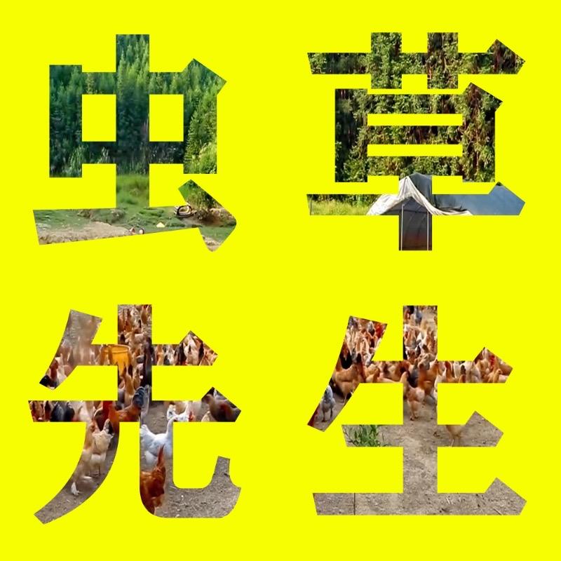 虫草先生散养土鸡