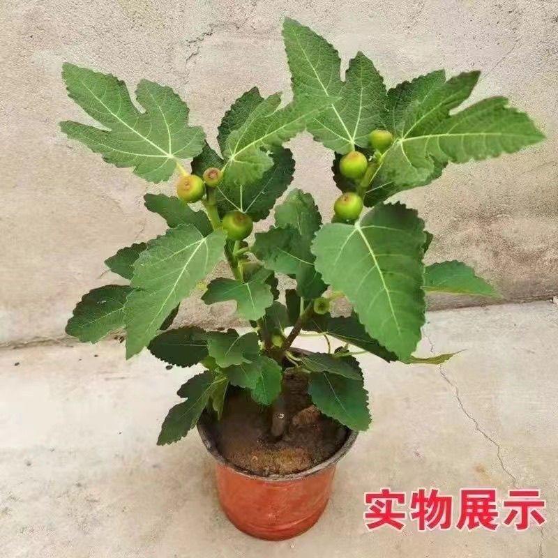 怀坤果树苗木专营店