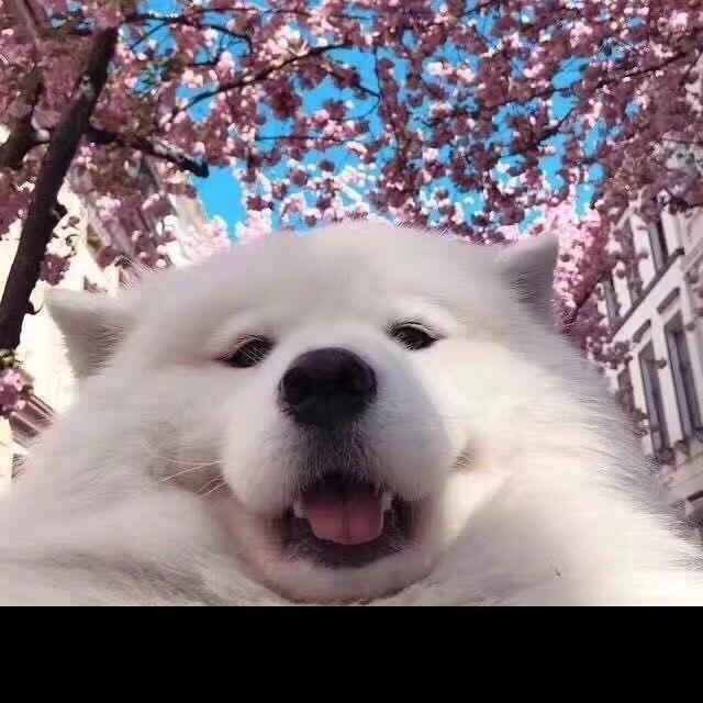 周转恰咔（简介）