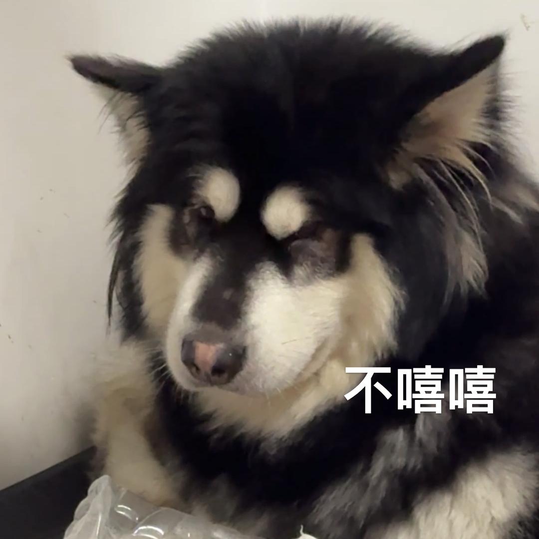 飞飞真头大