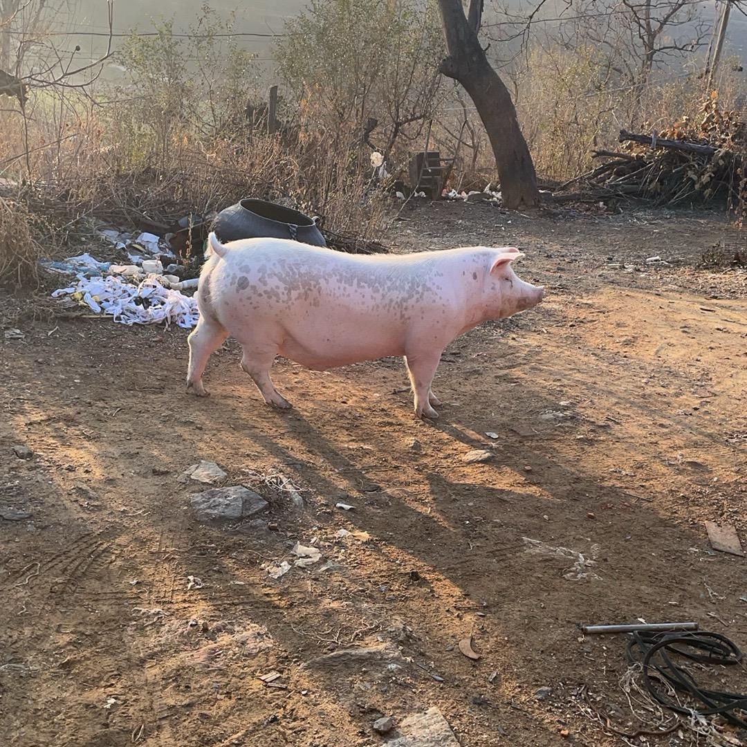 梨 山东莱阳秋月梨
