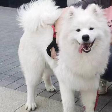 娇娇儿