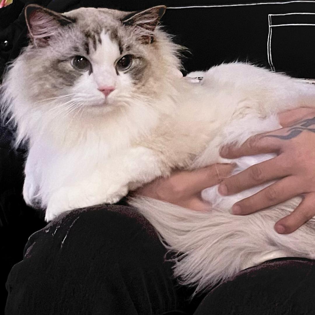 友家猫😺舍