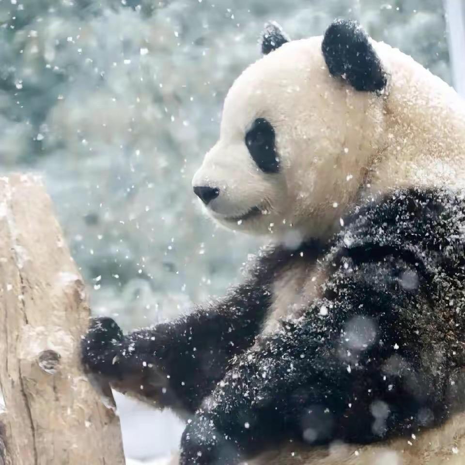 杨洒脱