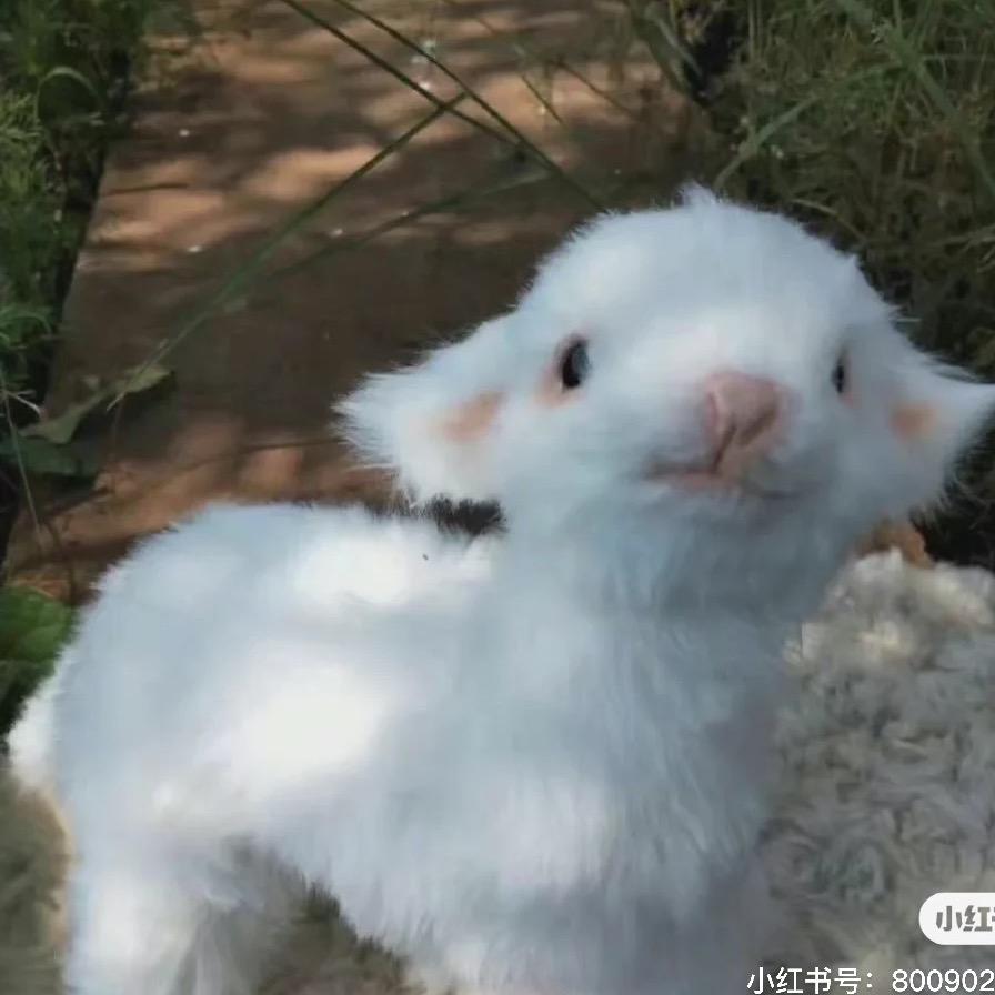 张杨雪