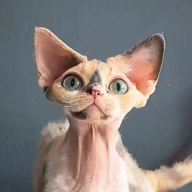 🫧媛媛子de.德文猫丶