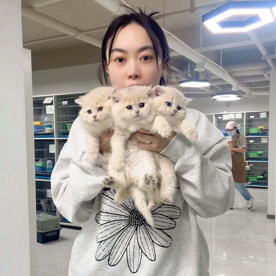 猫殿豆芽直播号!