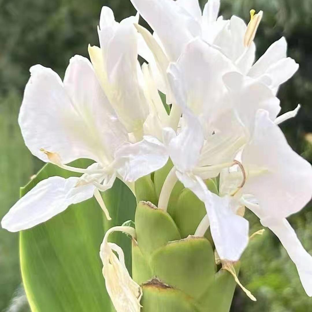 心若向阳  岁月无恙