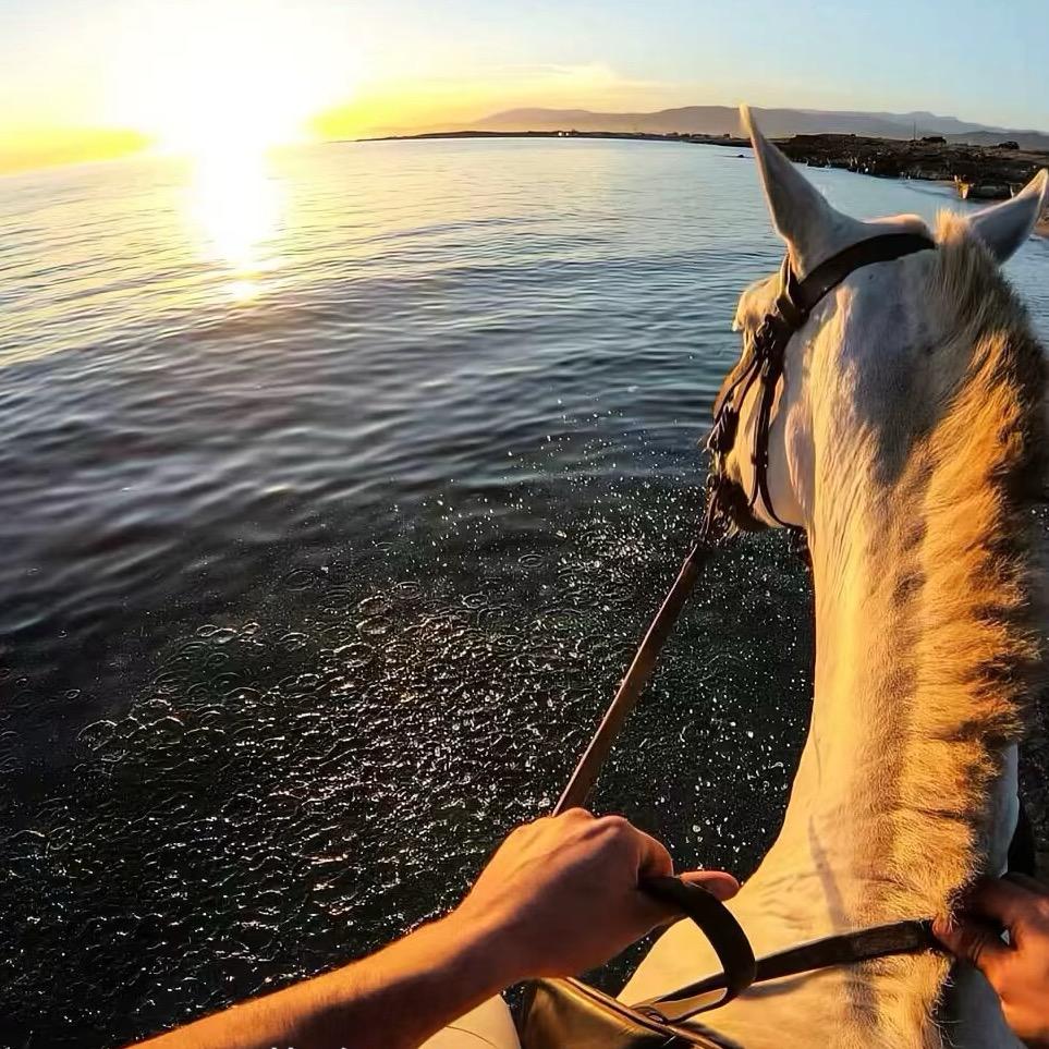 布尔津葵花小杨