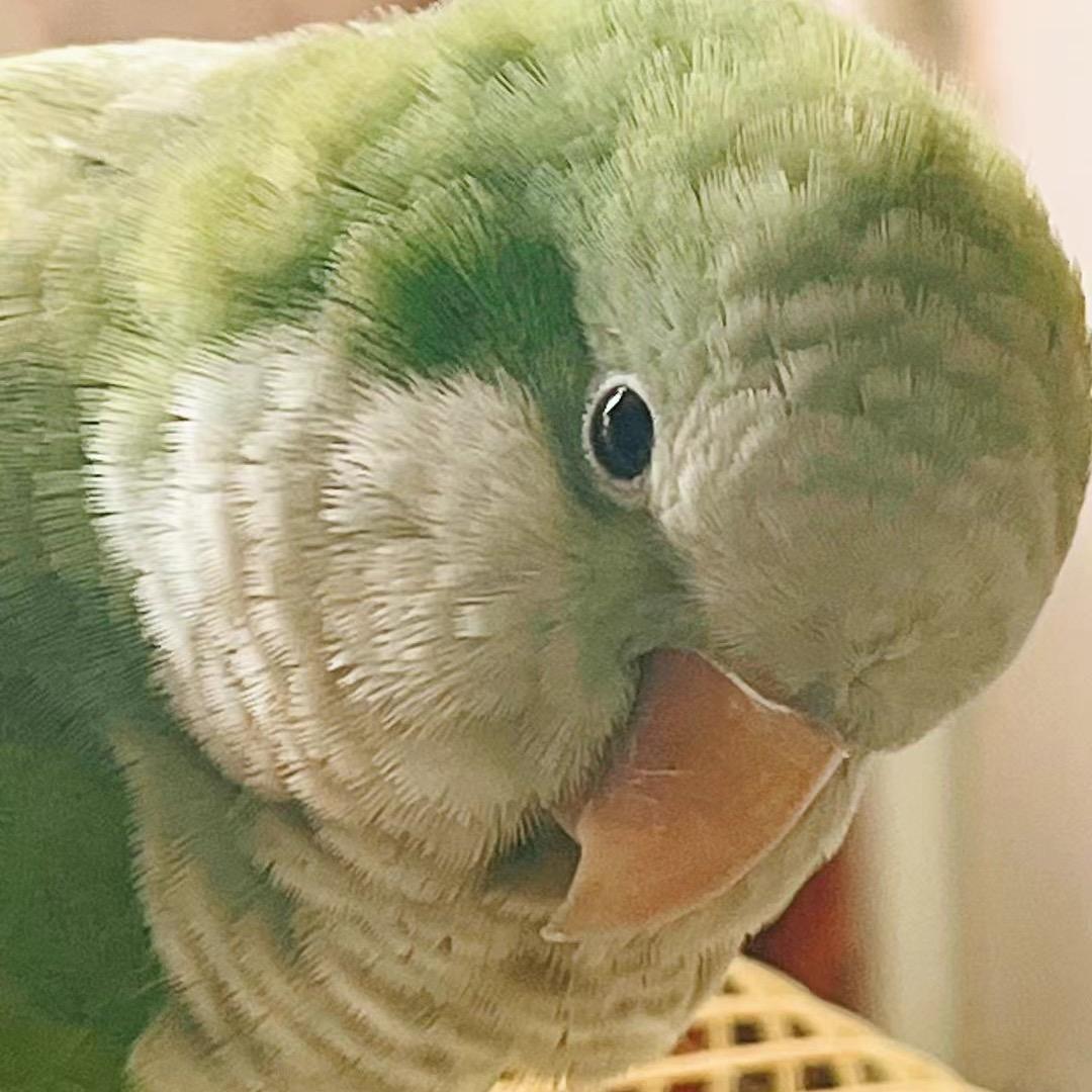 福冻酱🦜鹦鹉