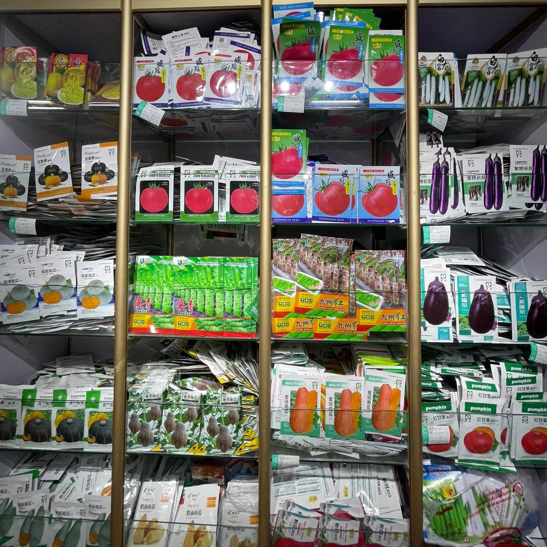 福州秦闽科技种业 晨晨