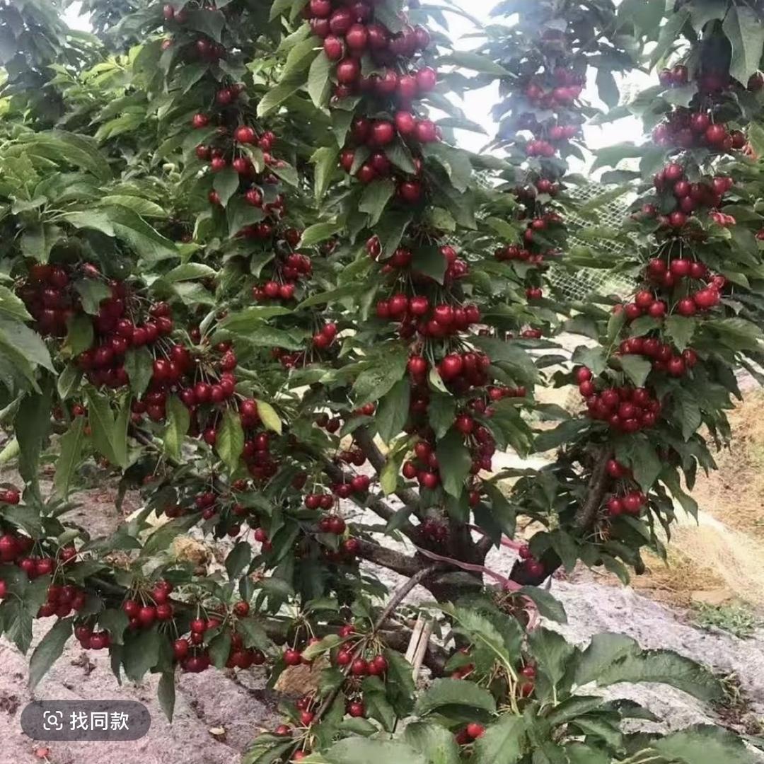 琰淼果树苗木专营店1