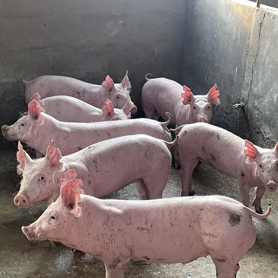 达德养殖有限公司