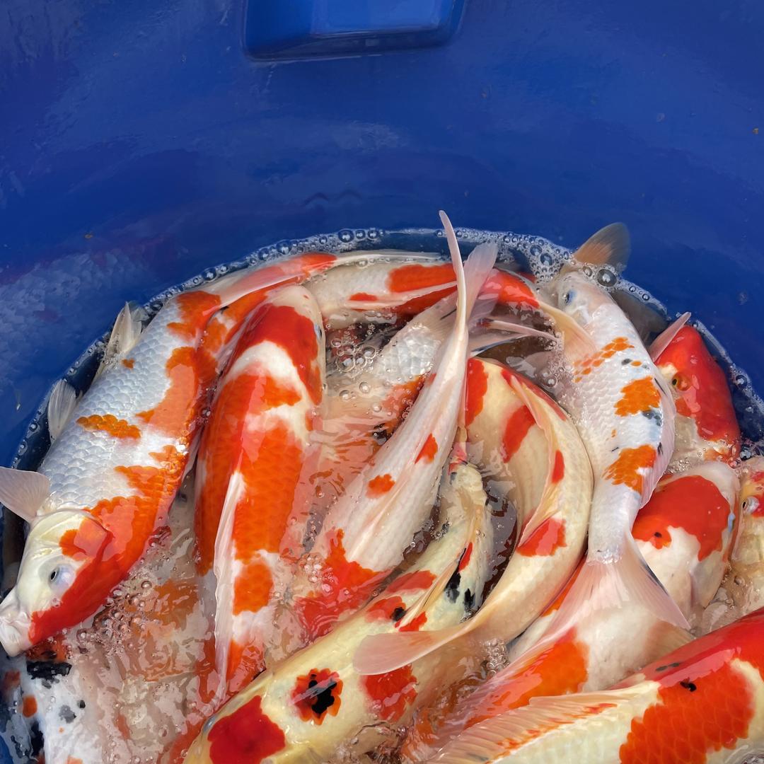 成都鲤想锦鲤鱼场